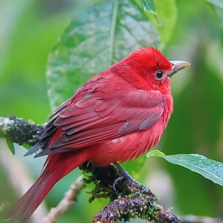 Tour de observación de aves