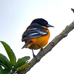 Tour de observación de aves