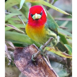 Tour de observación de aves