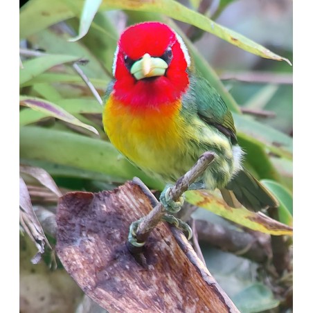 Tour de observación de aves