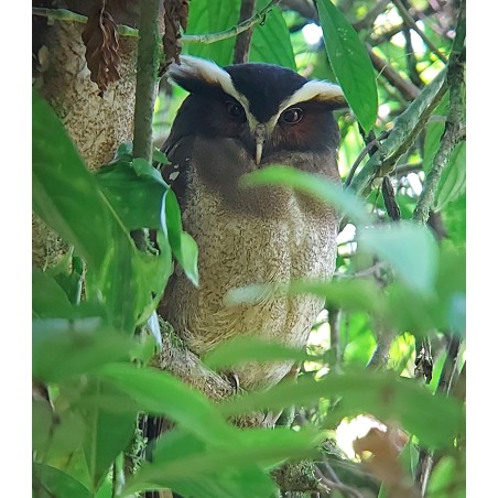 Tour de observación de aves