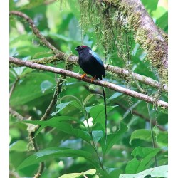 Tour de observación de aves