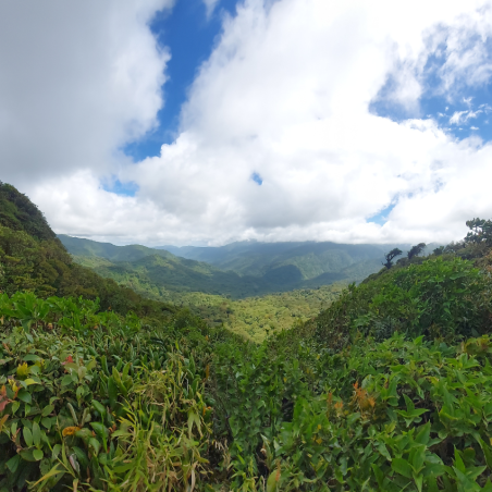 Historia Natural de Monteverde