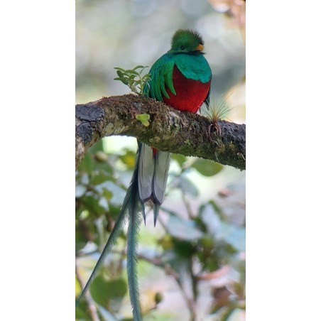 Tour de observación de aves