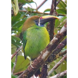 Tour de observación de aves